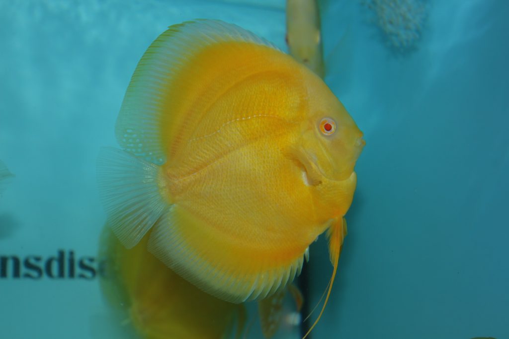 Chens Discus Supplier of Quality Discus to Trade and Retail